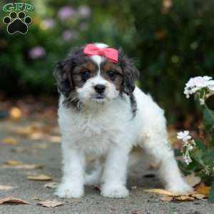 Sunshine, Cavapoo Puppy